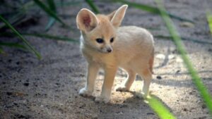 Animals Can Read Human Thoughts