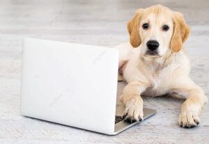 Teaching Dogs to Use Laptops