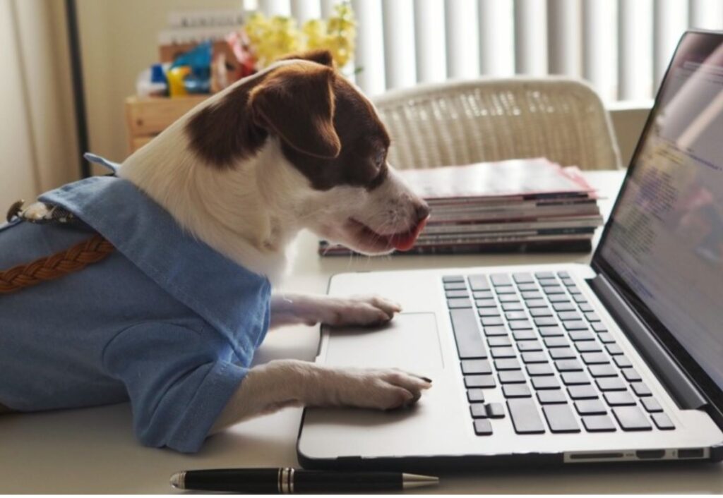 Teaching Dogs to Use Laptops