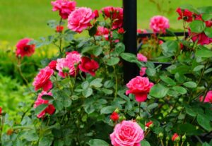 How to grow roses in ice