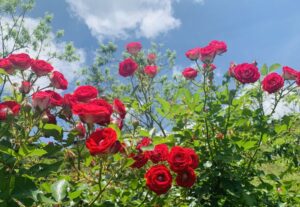 How to grow roses in ice