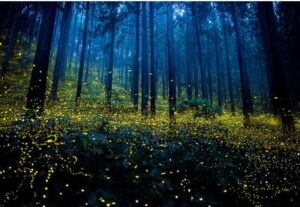 How to Create a Firefly Garden