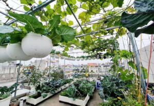 "How to grow vegetables in the clouds"