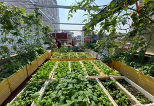 "How to grow vegetables in the clouds"