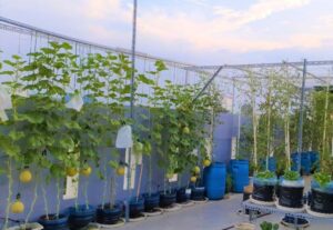 "How to grow vegetables in the clouds"