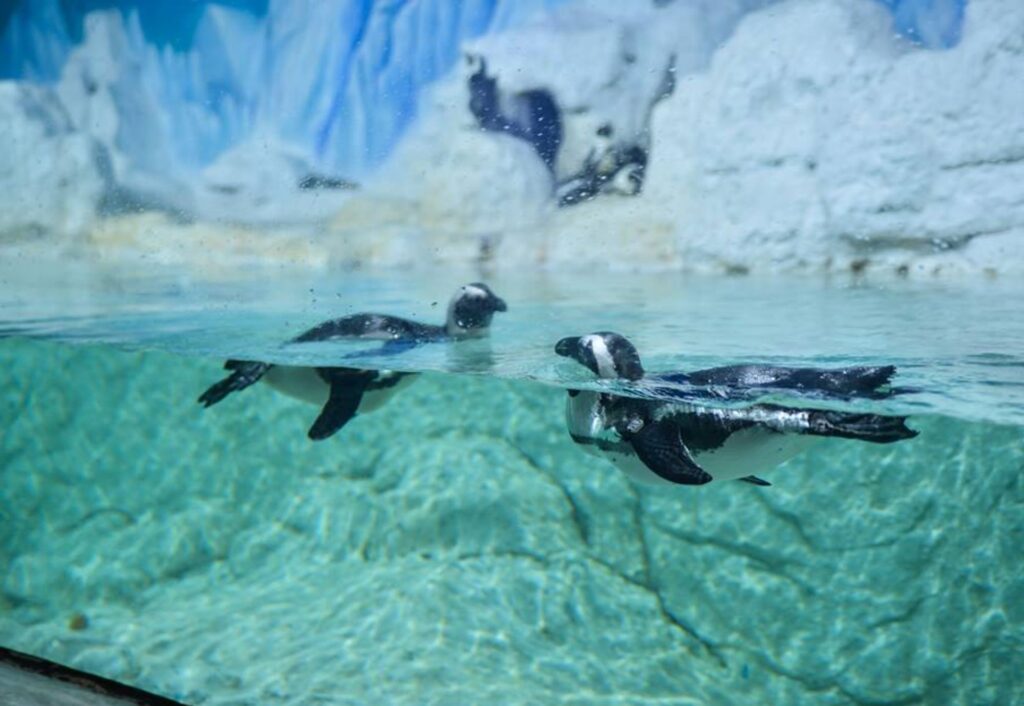 Keeping a flock of penguins in the fridge