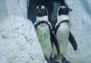 Keeping a flock of penguins in the fridge