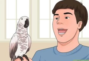 How to teach a swallow to blow a trumpet