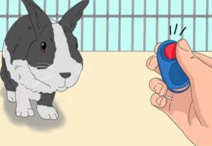 Teaching a Rabbit to Be a Machine Mechanic