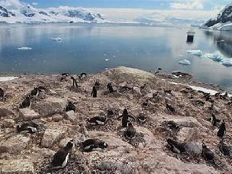 The Secret Life of Invisible Penguins