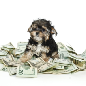 turn-your-dog's-drool-into-dollars-1