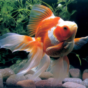 start-a-savings-account-for-your-pet-goldfish